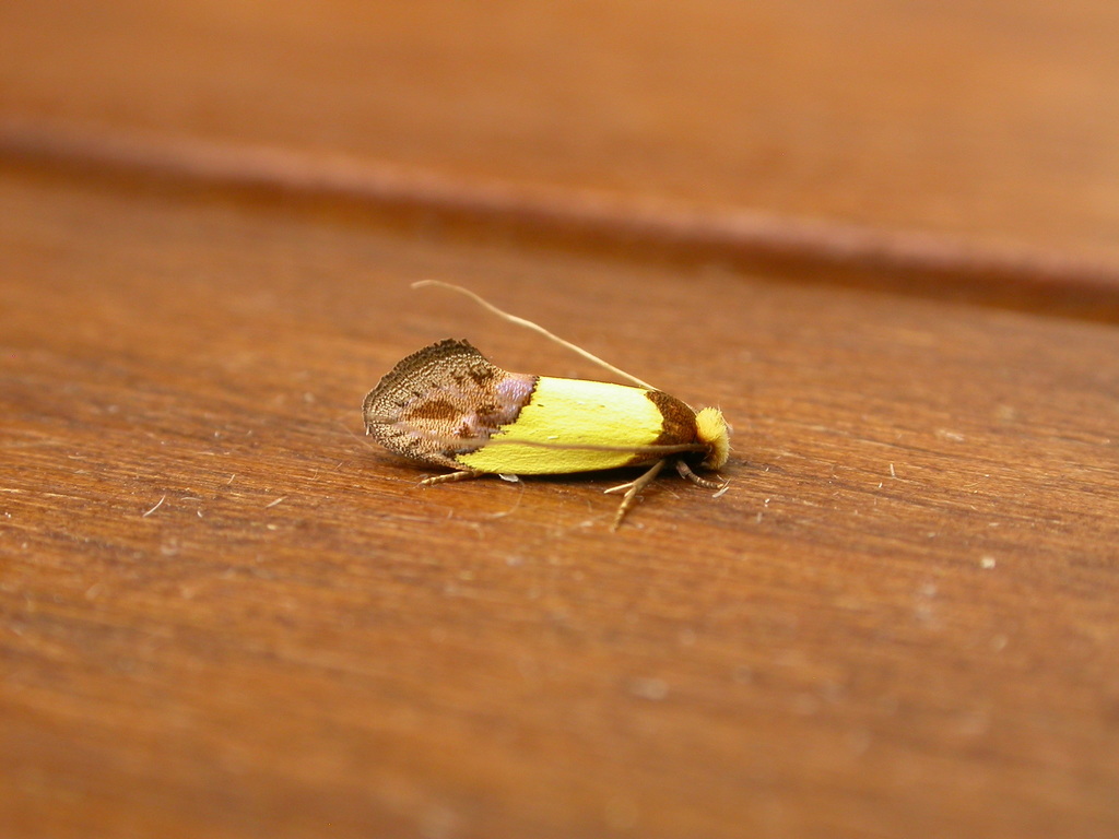 Edosa xystidophora