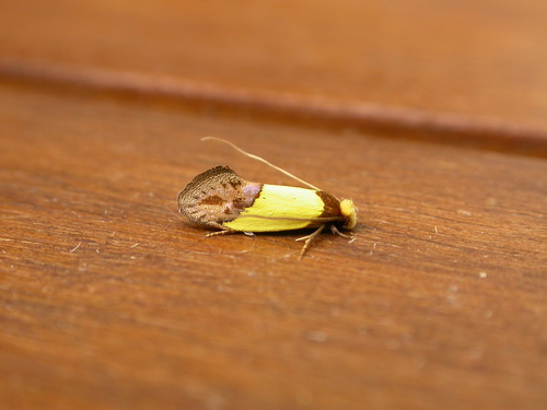 Edosa xystidophora (Meyrick, 1893)