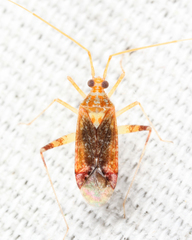 Phytocoris depictus