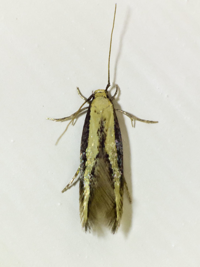 Opogona stenocraspeda