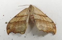 Drepana bilineata