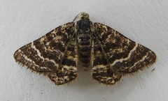 Epelis truncataria
