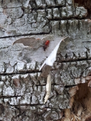 Zenodosus sanguineus