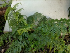 Asplenium × lucrosum