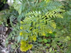 Asplenium × lucrosum