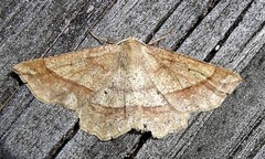 Euchlaena marginaria