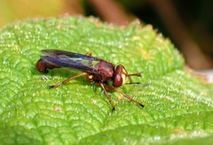 Physocephala burgessi