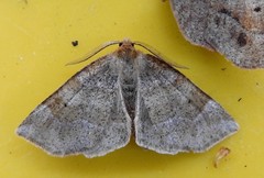 Metarranthis indeclinata