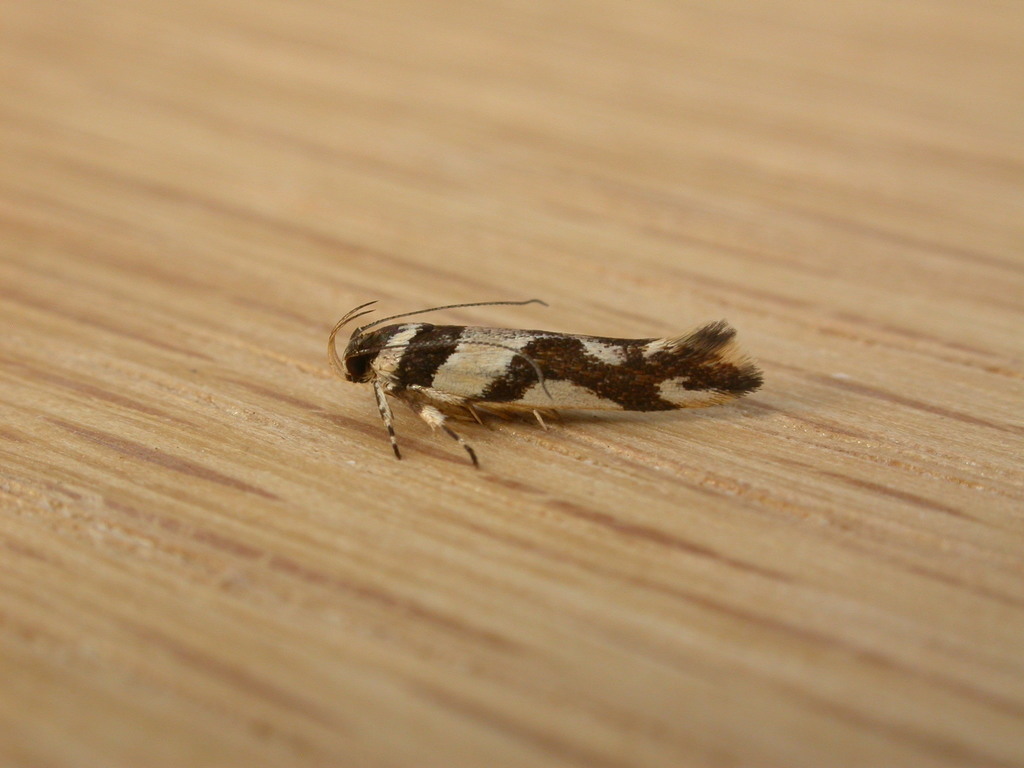 Macrobathra