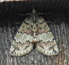 Hydriomena renunciata