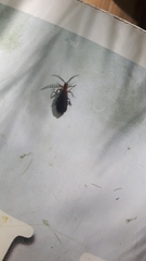 Leptoceletes basalis