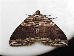 Anticlea multiferata