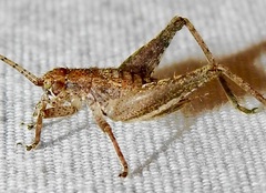 Hapithinae