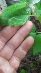 Agromyza alnibetulae