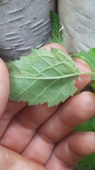 Agromyza alnibetulae