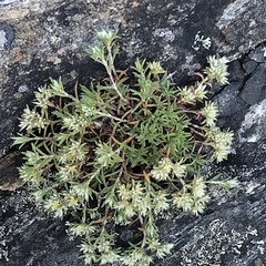 Paronychia argyrocoma