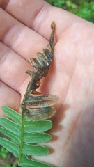 Chirosia spinosissima