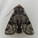 Snaky Arches Moth - Photo (c) joannerusso, some rights reserved (CC BY-NC), uploaded by joannerusso