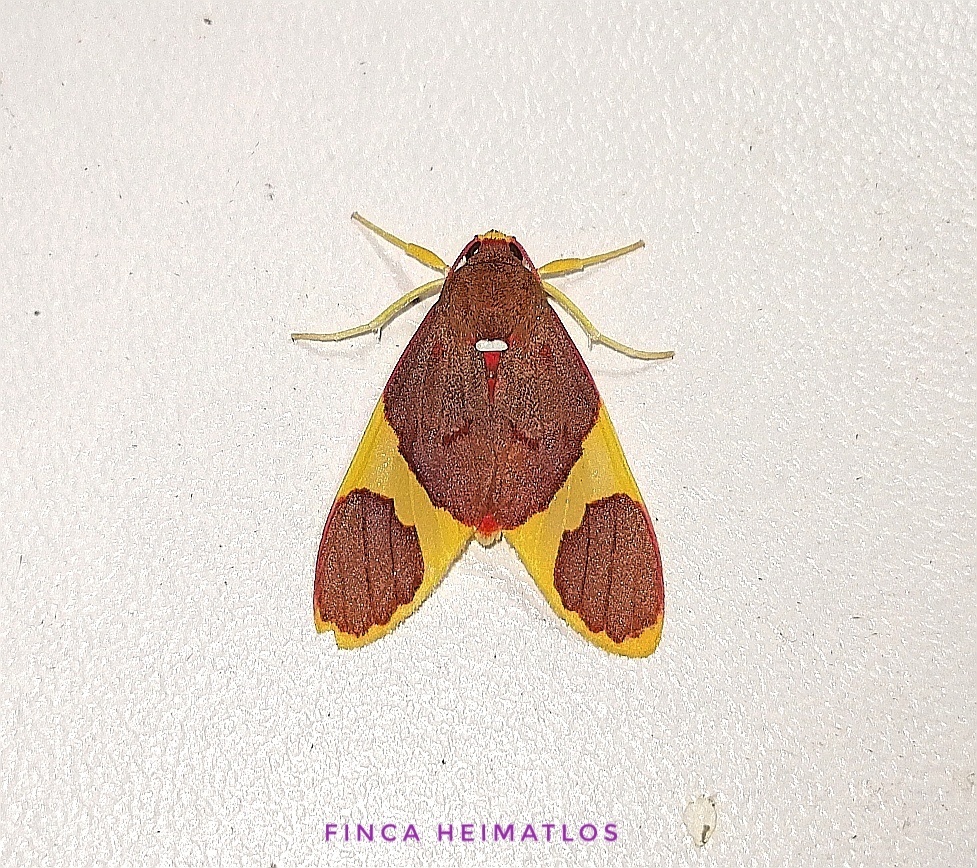 Paranerita lophosticta