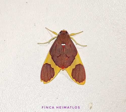 Paranerita lophosticta