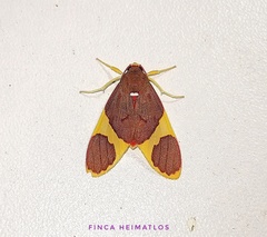 Trichromia lophosticta