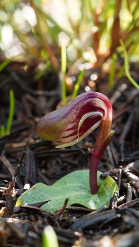Corybas fordhamii observed 2020-07-04