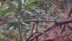 Lampornis amethystinus