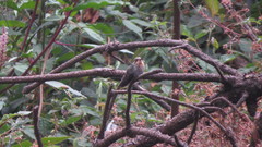 Lampornis amethystinus