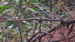 Lampornis amethystinus