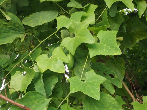 Ivy gourd
