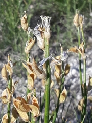 Astragalus toanus