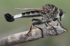 Efferia grandis