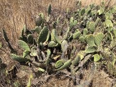 Opuntia × vaseyi