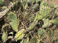 Opuntia × vaseyi