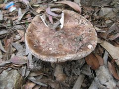 Amanita brunneolocularis