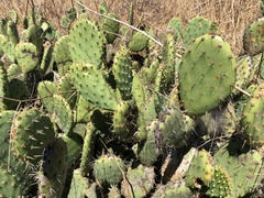 Opuntia × vaseyi