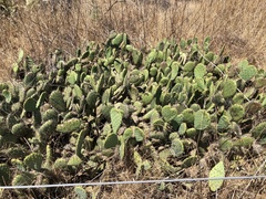Opuntia × vaseyi