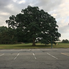 Quercus alba