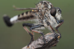 Efferia grandis