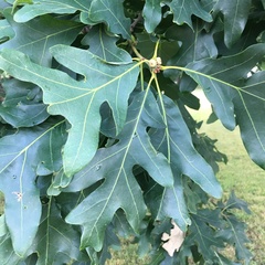 Quercus alba