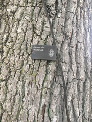 Quercus alba
