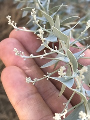 Acacia cultriformis