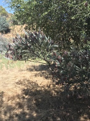 Acacia cultriformis