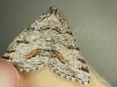 Macaria colata