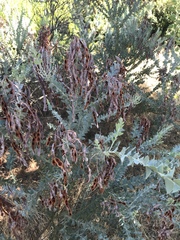 Acacia cultriformis