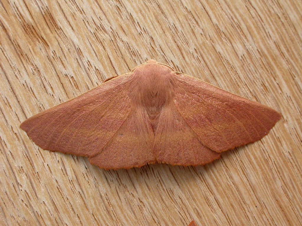 Monoctenia
