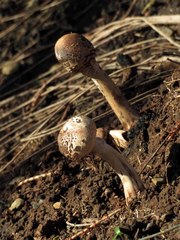 Agaricaceae