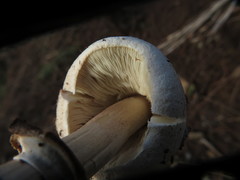 Agaricaceae