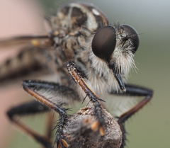 Efferia grandis