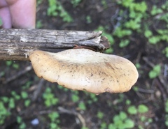 Lentinellus montanus